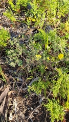 Hibbertia crinita