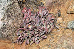 Crassula cotyledonis