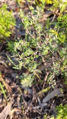 Hibbertia crinita