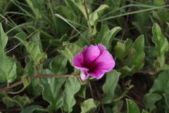 Ipomoea oblongata