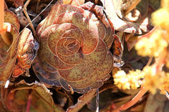 Crassula pseudohemisphaerica