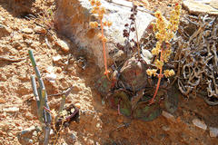 Crassula pseudohemisphaerica