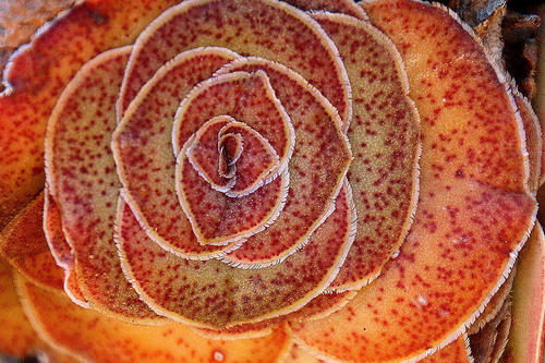 Crassula pseudohemisphaerica