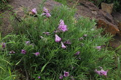 Ipomoea oenotheroides
