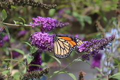 Danaus plexippus