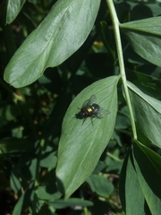 Diptera