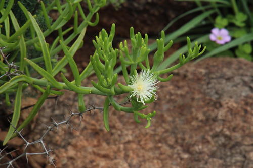 Mesembryanthemum geniculiflorum