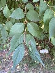 Lonicera maackii