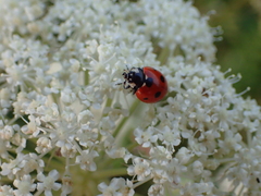 Coccinella septempunctata