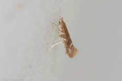Cameraria quercivorella