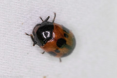 Diaperis nigronotata