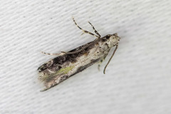 Coleotechnites florae