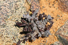 Quaqua mammillaris