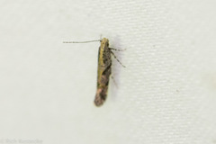 Aristotelia rubidella