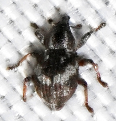 Tanysphyrus lemnae
