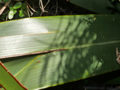 Phormium cookianum hookeri
