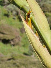 Phormium cookianum hookeri