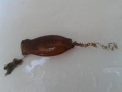 Haploblepharus fuscus