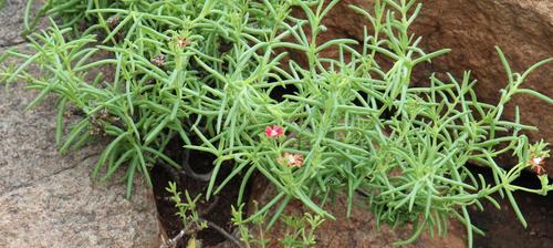 Delosperma multiflorum (Delosperma multiflorum)