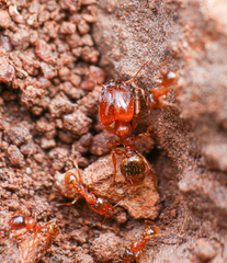 Pheidole cerebrosior