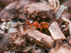 Pheidole cerebrosior