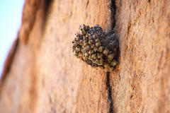 Conophytum quaesitum