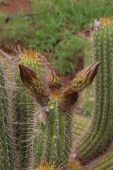 Trichocereus spachianus