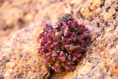 Conophytum quaesitum