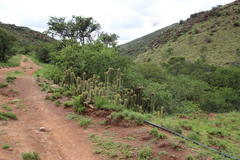 Trichocereus spachianus