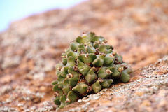 Conophytum quaesitum