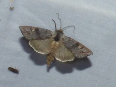 Lithomoia germana