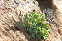Conophytum quaesitum