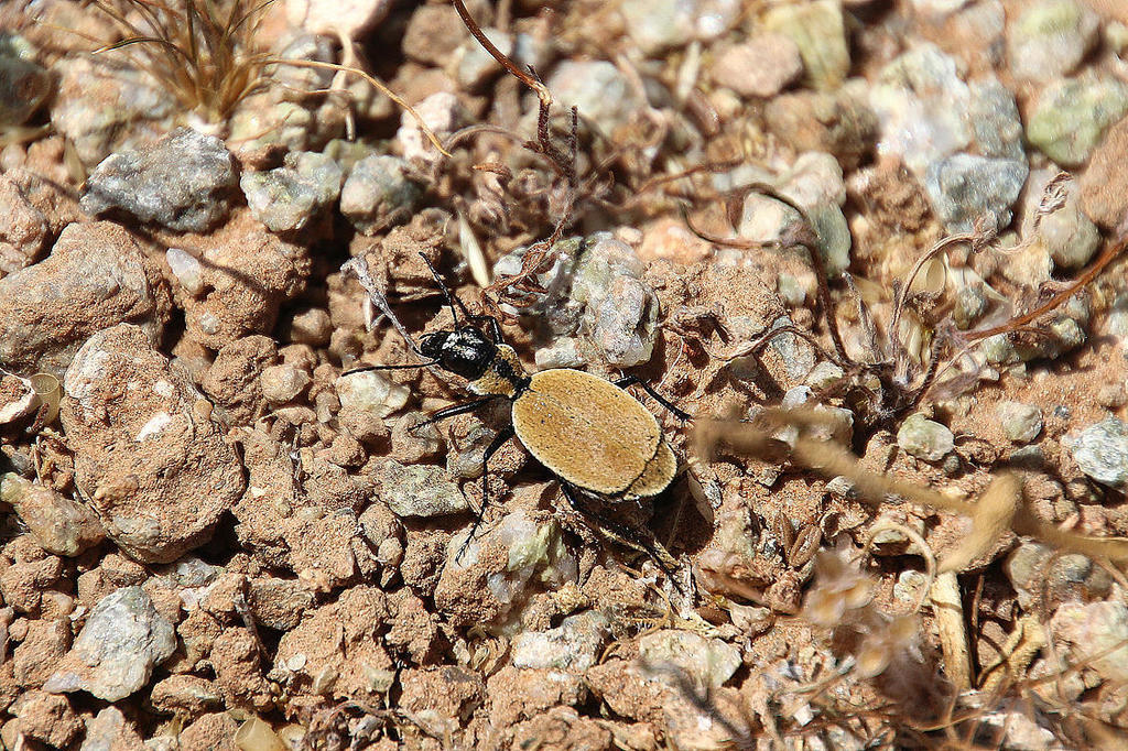 Graphipterus cicindeloides