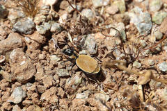 Graphipterus cicindeloides