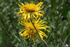 Berkheya zeyheri zeyheri