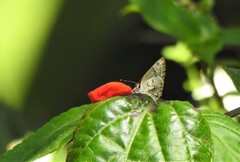 Tmolus echion