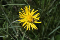 Berkheya zeyheri zeyheri