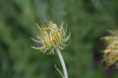 Berkheya zeyheri zeyheri