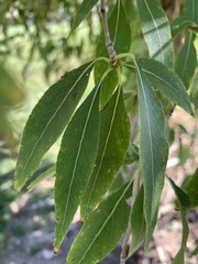 Populus angustifolia