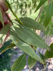 Populus angustifolia