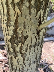 Populus angustifolia