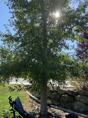 Populus angustifolia