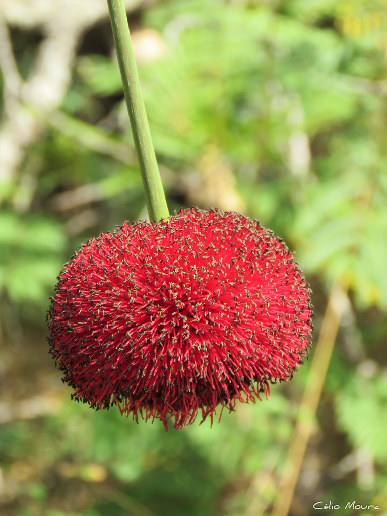 acorn bean