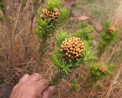 Phymaspermum athanasioides