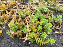 Honckenya peploides major