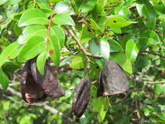 Copaifera langsdorffii