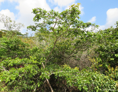 Copaifera langsdorffii