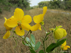Senna rugosa