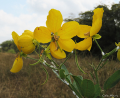 Senna rugosa