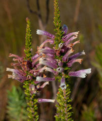 Erica perspicua perspicua